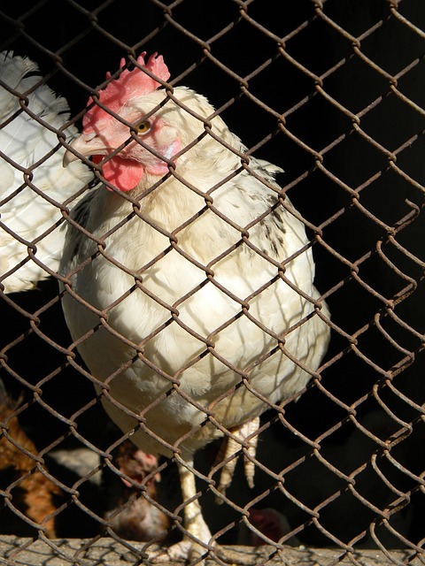 凯恩稳定输 凯恩稳定输